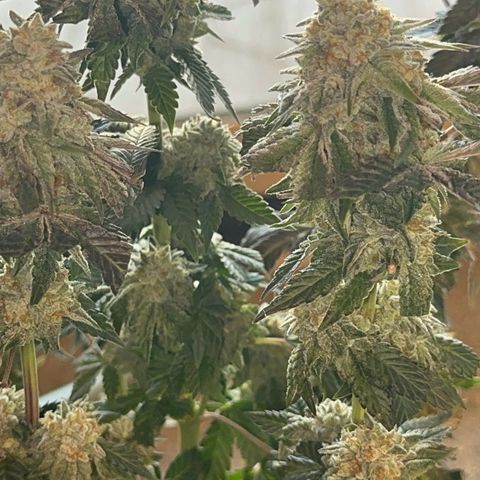 Dayger  growlog timeline photo