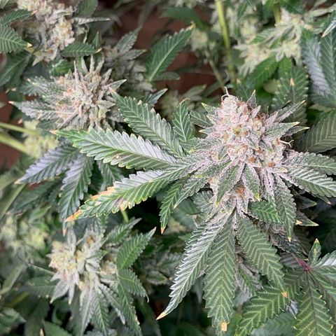 Deleted  🎬 1 growlog timeline photo
