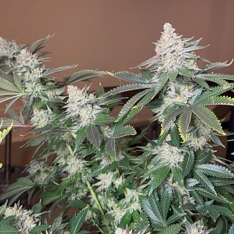 Deleted  🎬 1 growlog timeline photo