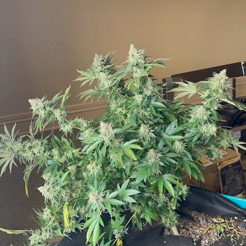 Deleted  🎬 1 growlog timeline photo