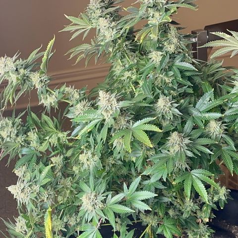 Deleted  🎬 1 growlog timeline photo