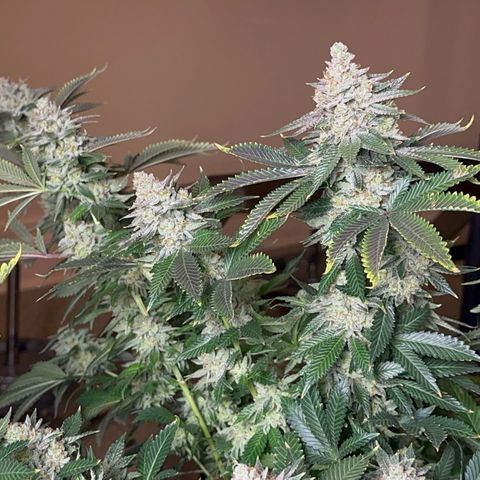 Deleted  🎬 1 growlog timeline photo