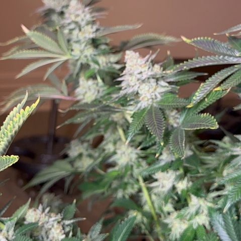 Deleted  🎬 1 growlog timeline photo