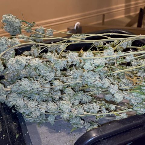  Cluster bomb  growlog timeline photo