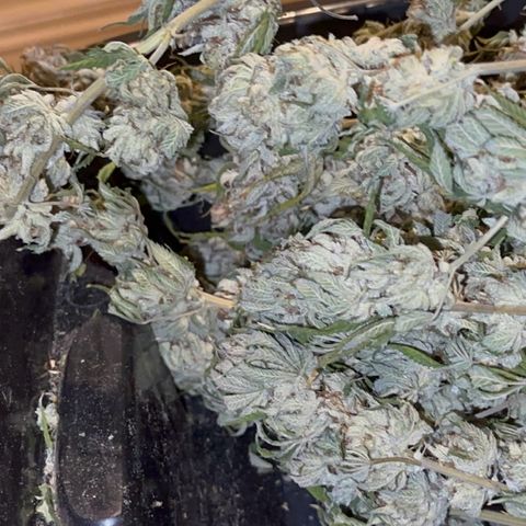  Cluster bomb  growlog timeline photo