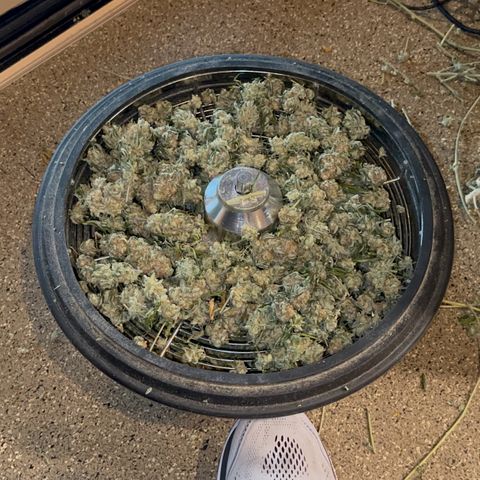  Critical Light growlog timeline photo