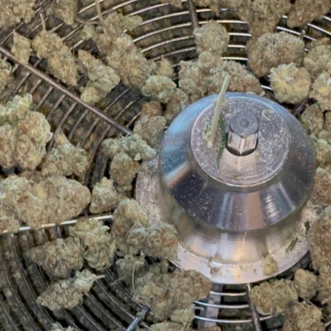  Critical Light growlog timeline photo