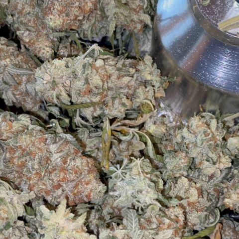  Critical Light growlog timeline photo