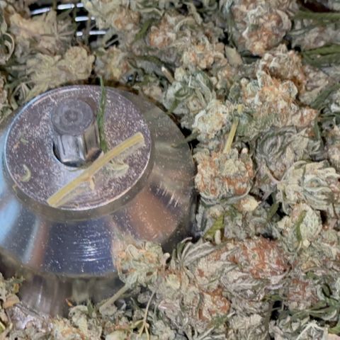  Critical Light growlog timeline photo