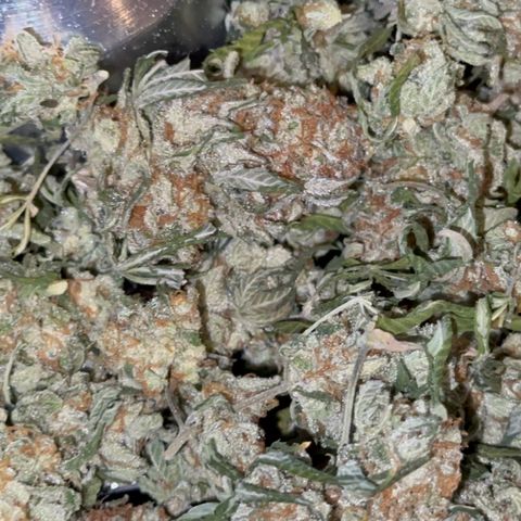  Critical Light growlog timeline photo
