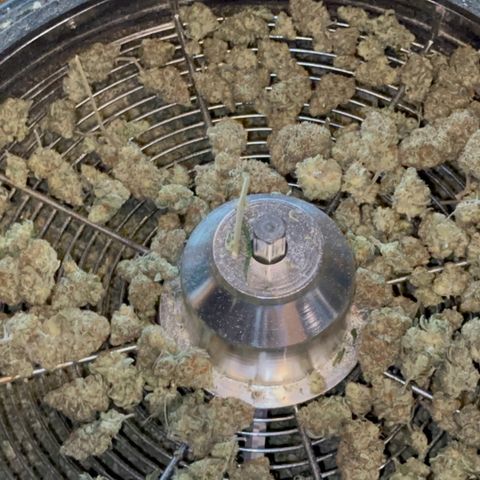  Critical Light growlog timeline photo