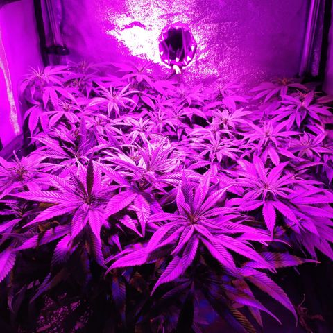 Genética desconhecida growlog photo: Elas estão dando uma crescida pre flora