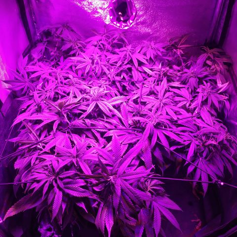 Genética desconhecida growlog timeline photo