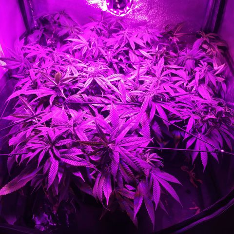 Genética desconhecida growlog timeline photo