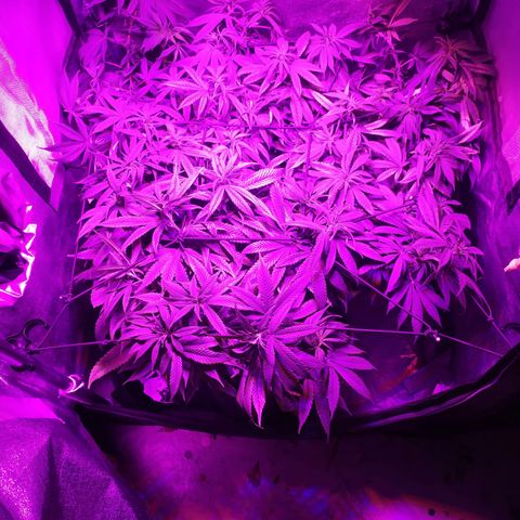 Genética desconhecida growlog timeline photo