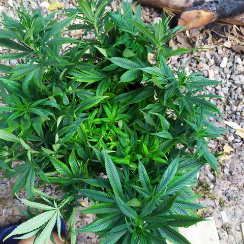 Genética desconhecida growlog photo: Girei elas de dentro do grow, da esquerda pra direita 