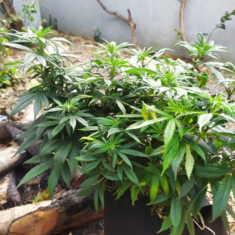 Genética desconhecida growlog photo: Girei elas de dentro do grow, da esquerda pra direita 