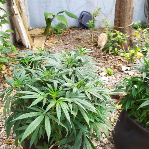 Genética desconhecida growlog photo: Girei elas de dentro do grow, da esquerda pra direita 