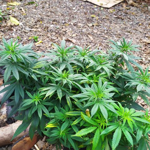 Genética desconhecida growlog photo: Girei elas de dentro do grow, da esquerda pra direita 