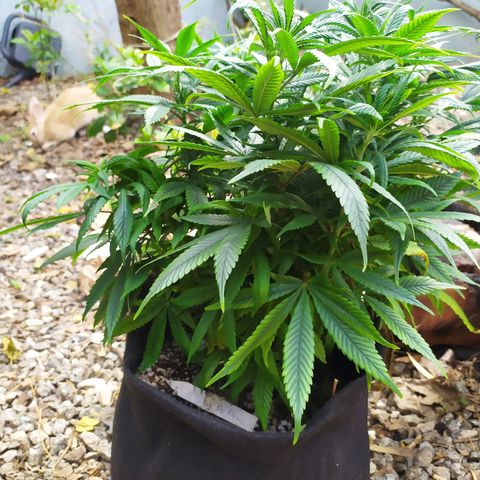 Genética desconhecida growlog photo: Girei elas de dentro do grow, da esquerda pra direita 