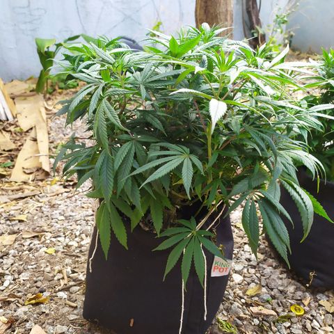 Genética desconhecida growlog photo: Girei elas de dentro do grow, da esquerda pra direita 