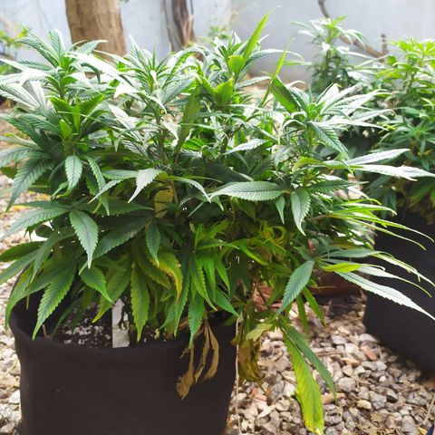 Genética desconhecida growlog photo: Girei elas de dentro do grow, da esquerda pra direita 