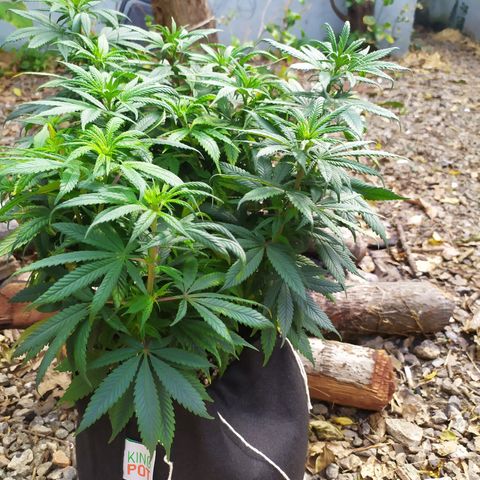 Genética desconhecida growlog photo: Girei elas de dentro do grow, da esquerda pra direita 