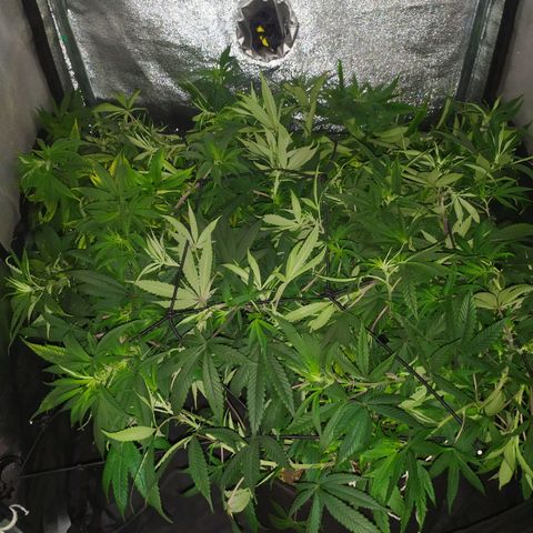 Genética desconhecida growlog photo: Girei elas de dentro do grow, da esquerda pra direita 