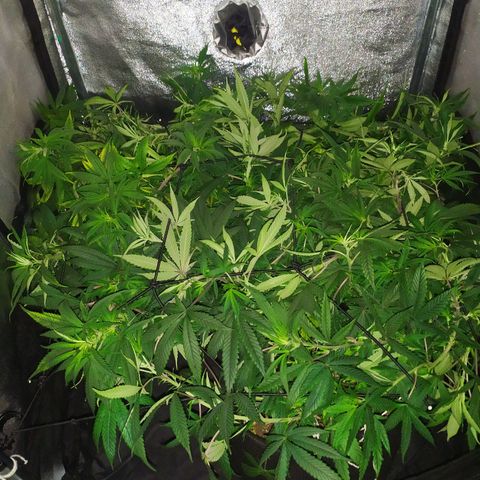 Genética desconhecida growlog photo: Girei elas de dentro do grow, da esquerda pra direita 