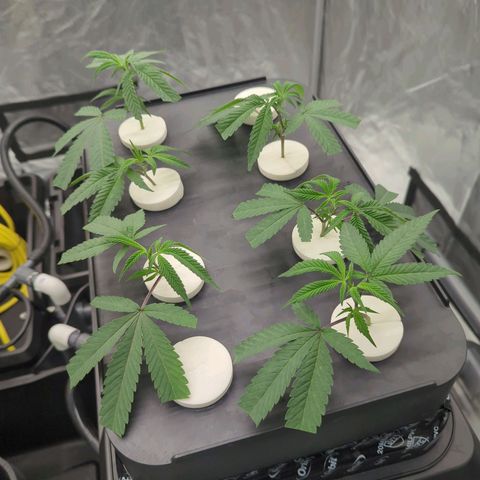 T-1000 growlog photo: Roots will be showing soon
