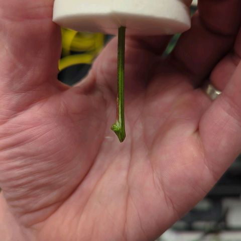 T-1000 growlog photo: Roots will be showing soon