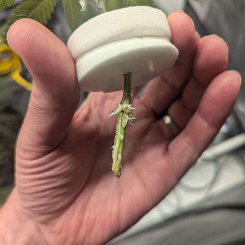 T-1000 growlog photo: Day 12