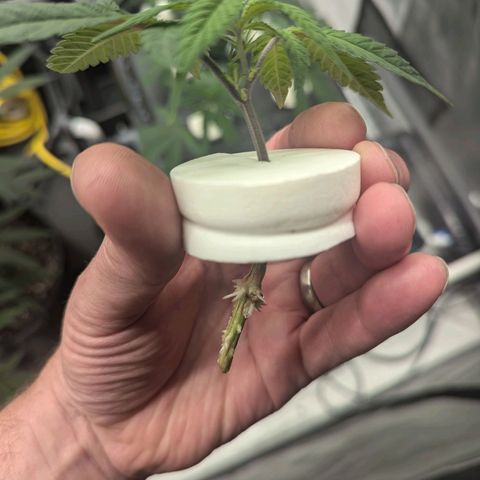 T-1000 growlog photo: Day 12