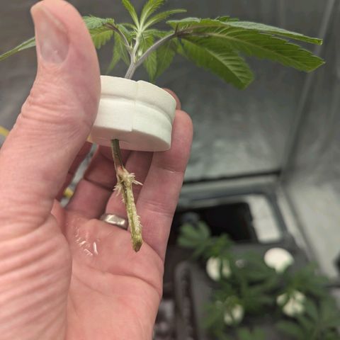 T-1000 growlog photo: Day 12
