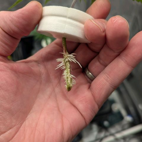 T-1000 growlog photo: 24 hr root growth