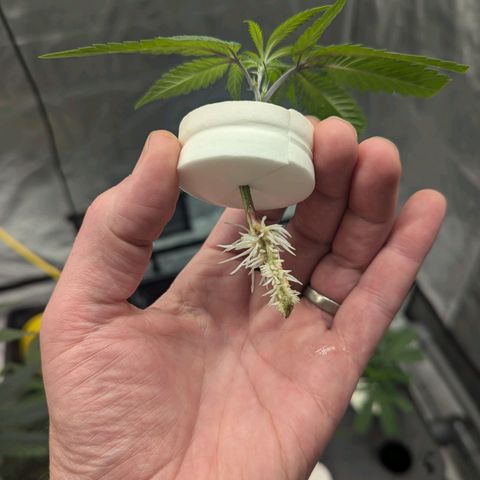 T-1000 growlog photo: <12 hour root growth 