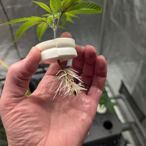 T-1000 growlog photo: Day 15