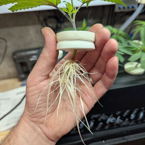 T-1000 growlog photo: Transplanted 