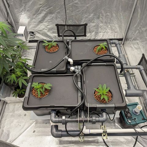 T-1000 growlog photo: Transplanted 