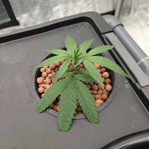 T-1000 growlog timeline photo