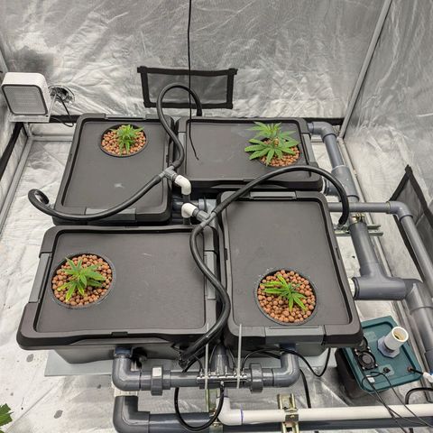 T-1000 growlog photo: Had a major issue with transplant but they have settled in and are starting to take off.  Need to plant clones deeper so roots show at bottom of net pot. 