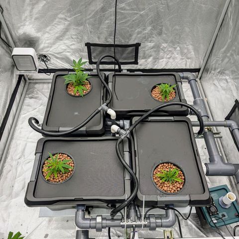 T-1000 growlog photo: Bottom right plant is lagging 