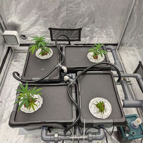 T-1000 growlog timeline photo