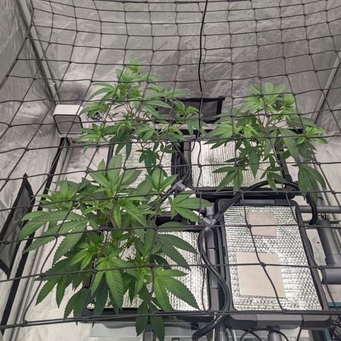 T-1000 growlog timeline photo