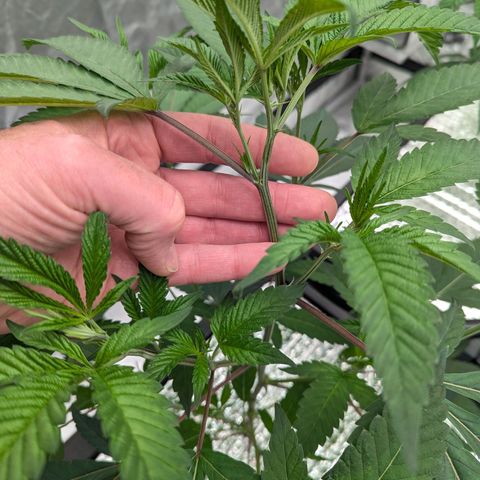 T-1000 growlog timeline photo