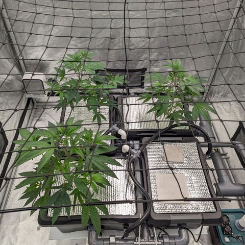 T-1000 growlog timeline photo