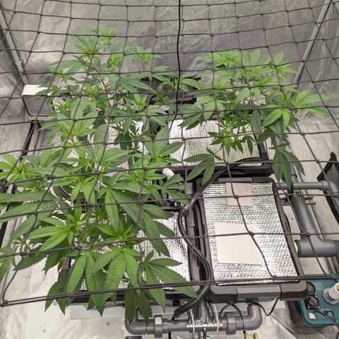 T-1000 growlog timeline photo