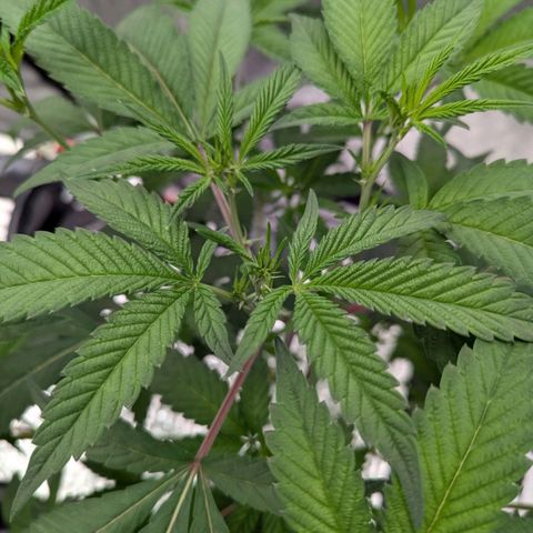 T-1000 growlog timeline photo