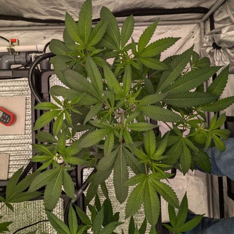 T-1000 growlog timeline photo