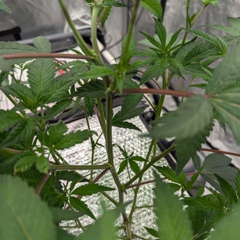 T-1000 growlog timeline photo